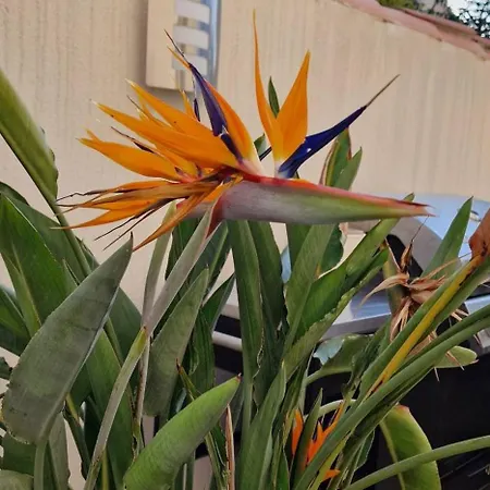 L'oiseau Du Paradis Proche Des Grands Buffets Narbona